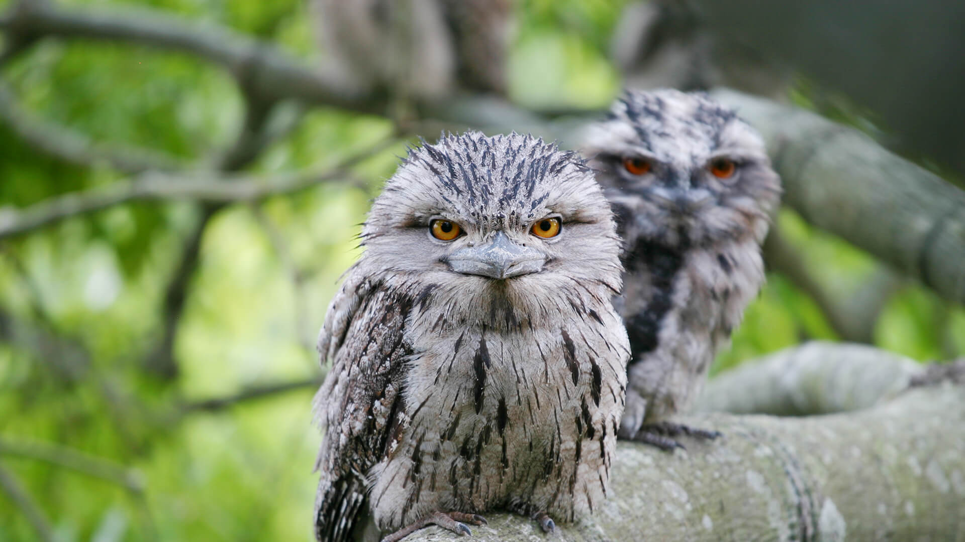 Frogmouths sitting on a tree branch,  looking straight at the camera