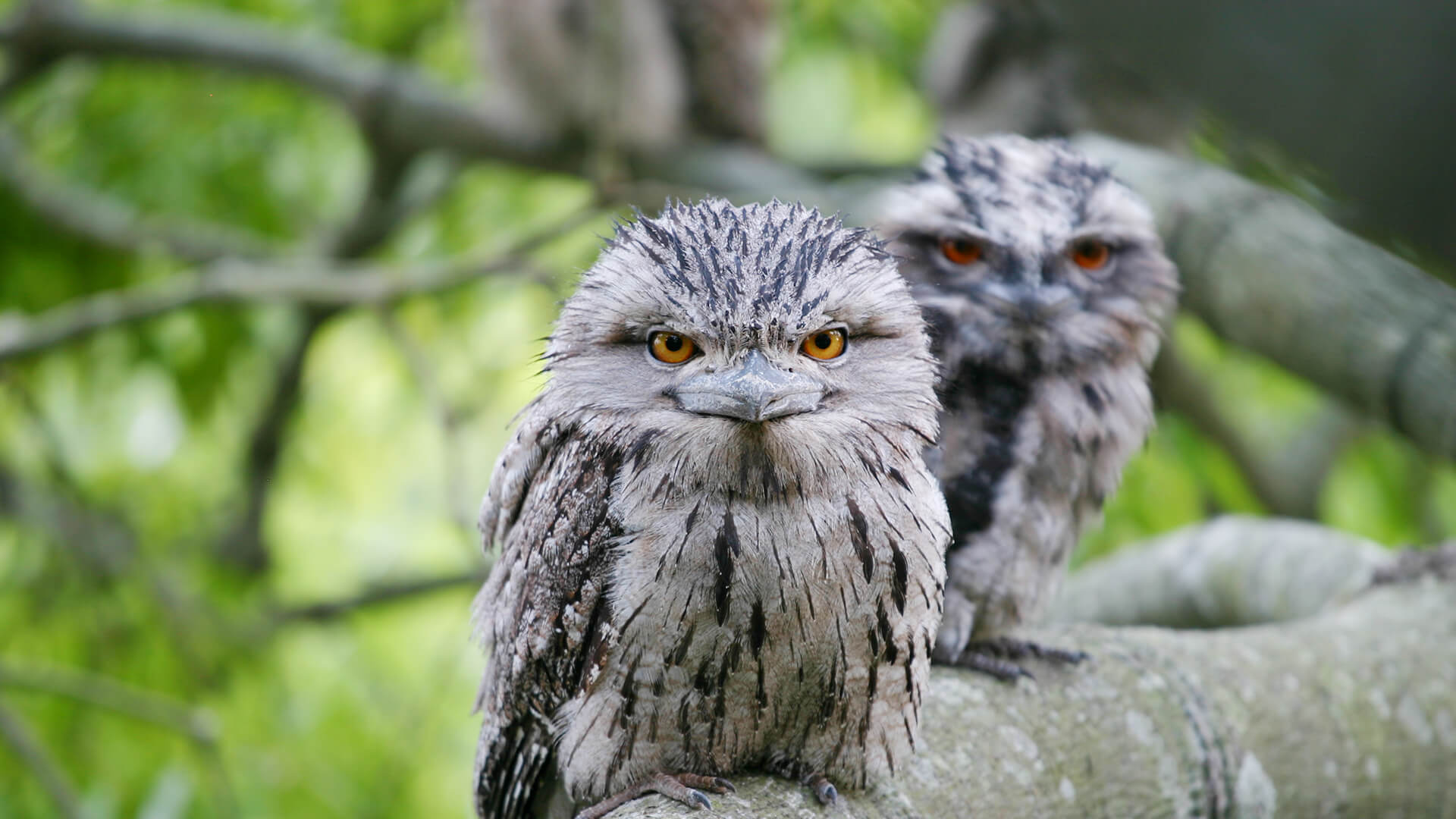 The Bird We See Is Likely A Potoo Rather Than An Owl They Are Native 