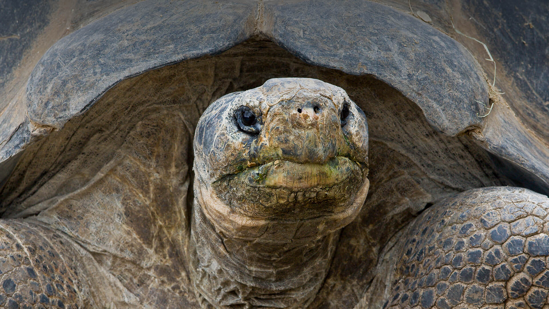 Galapagos tortoise with mouth stained by green vegetation meal
