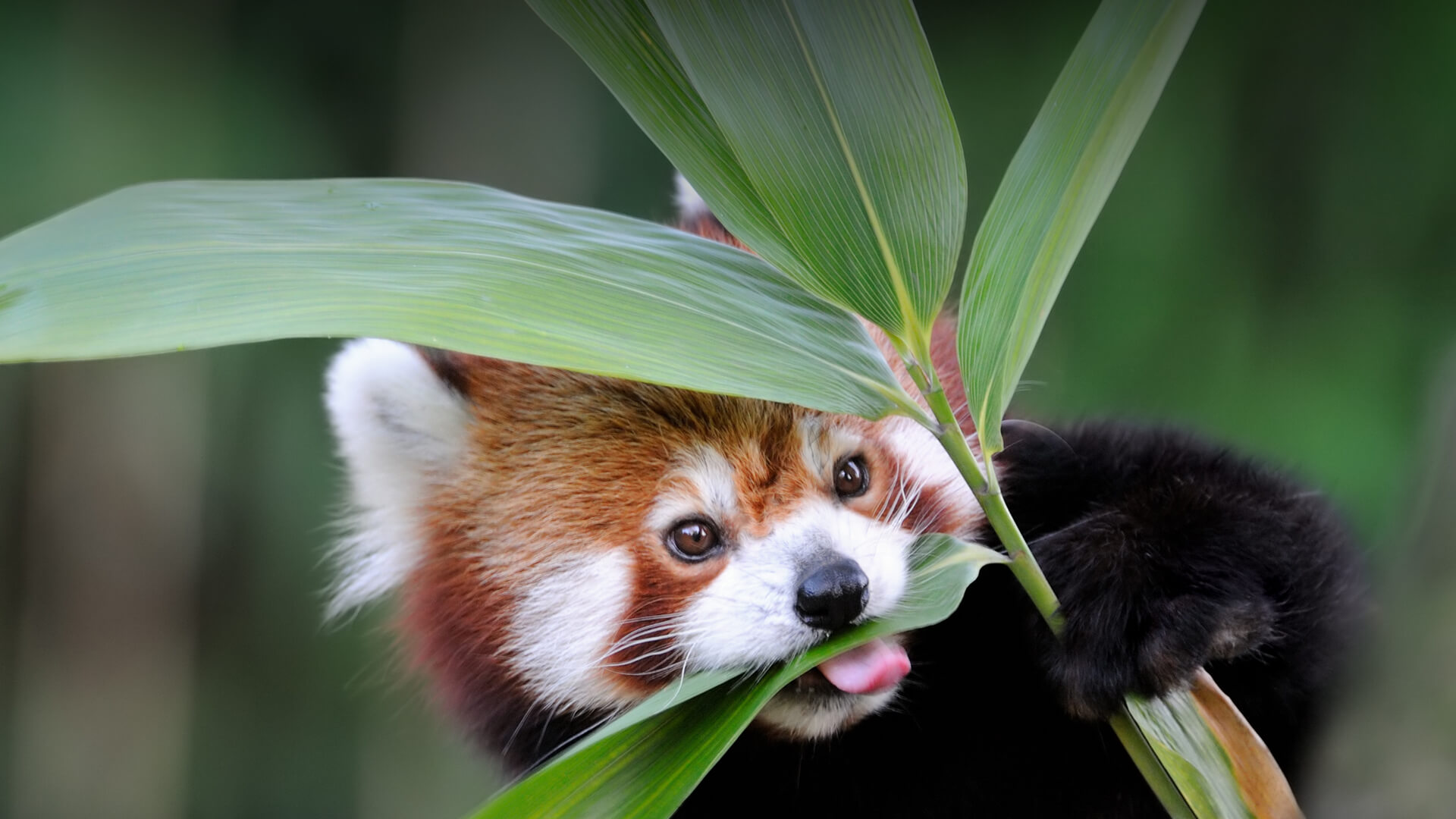 A red panda chewing on bamboo leaves.