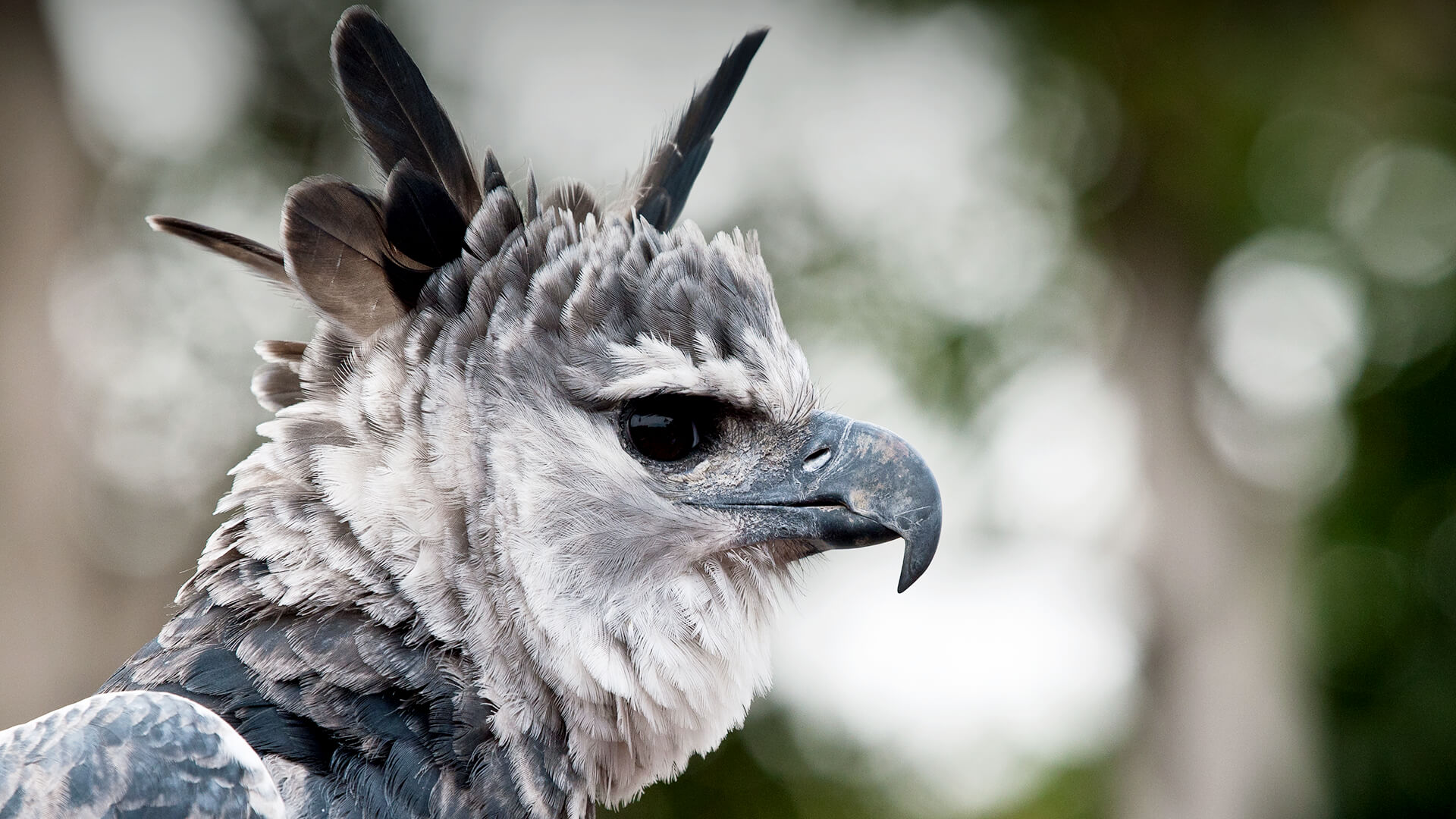 Harpy Eagle San Diego Zoo Animals Plants