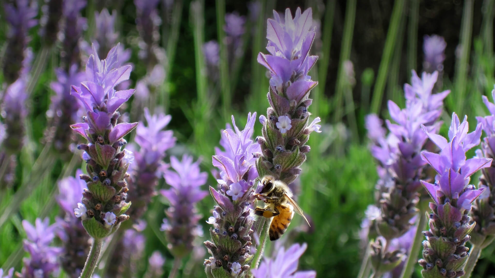 Honeybee gathering pollen from a purple basil flower