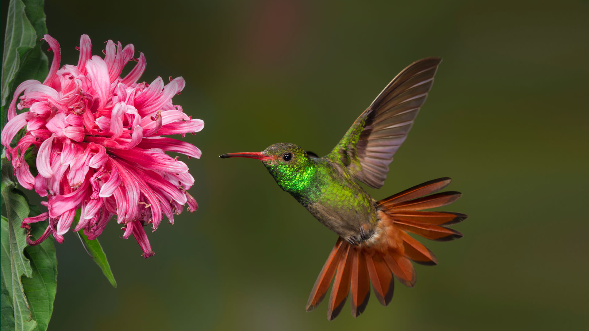 Costa Rican hummingbird