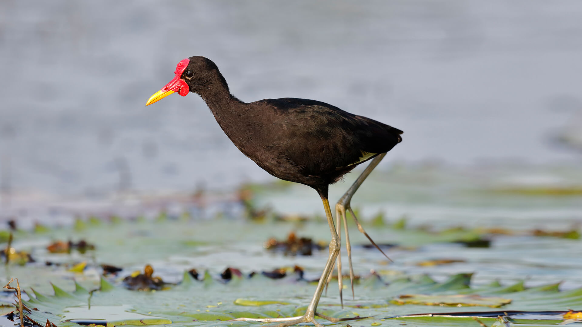 Jacana walking on a lily pad.