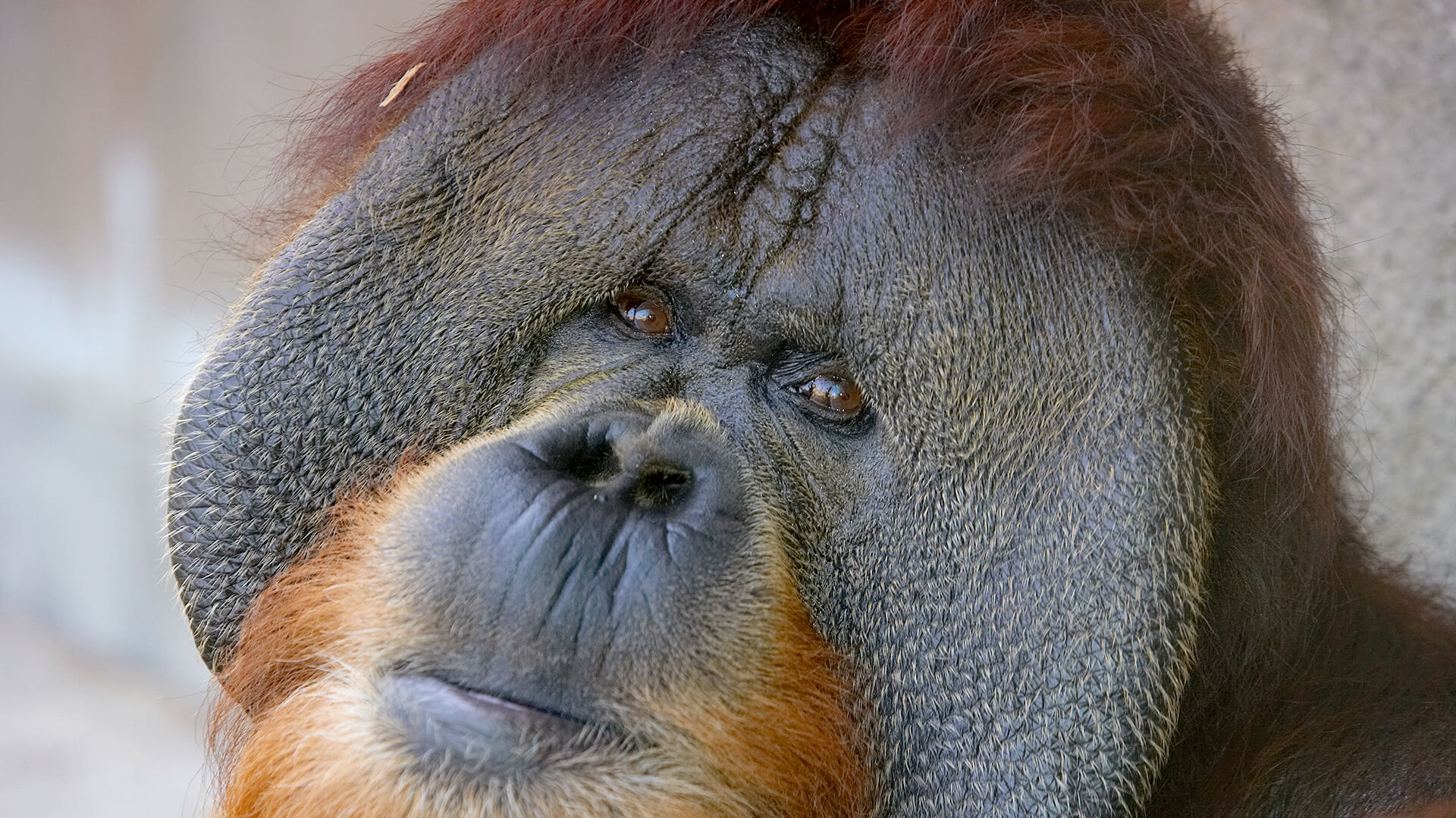 Sumatran orangutan male with cheek pads