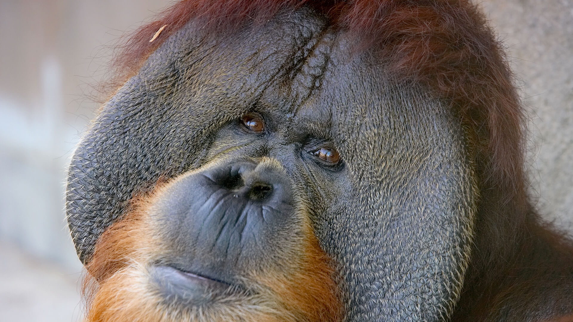 do orangutans visit their mothers