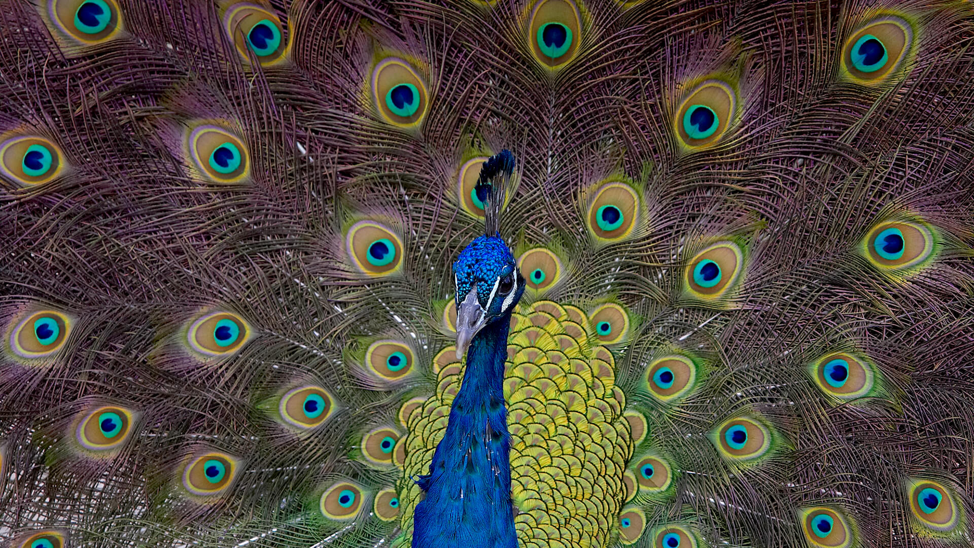 Peacock with tail feathers on display.