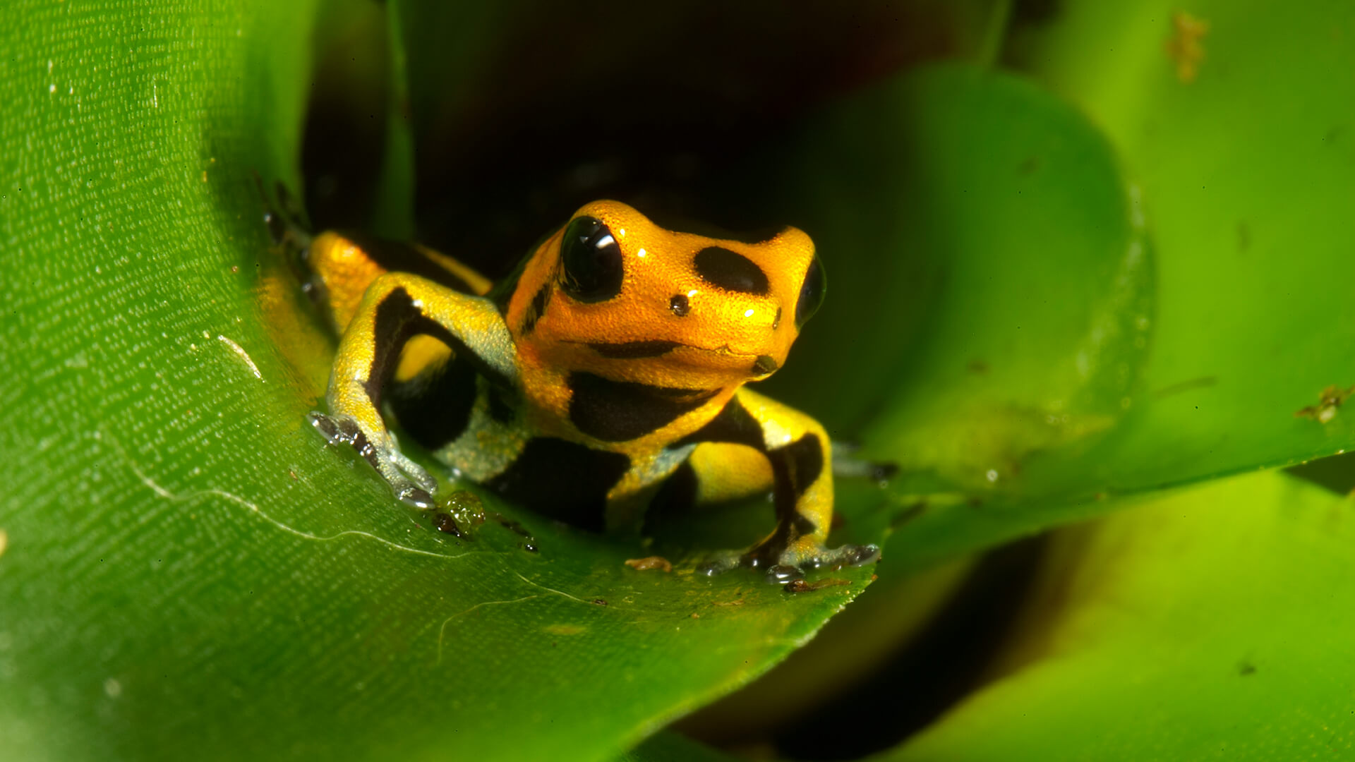 Yellow-banded poison frog