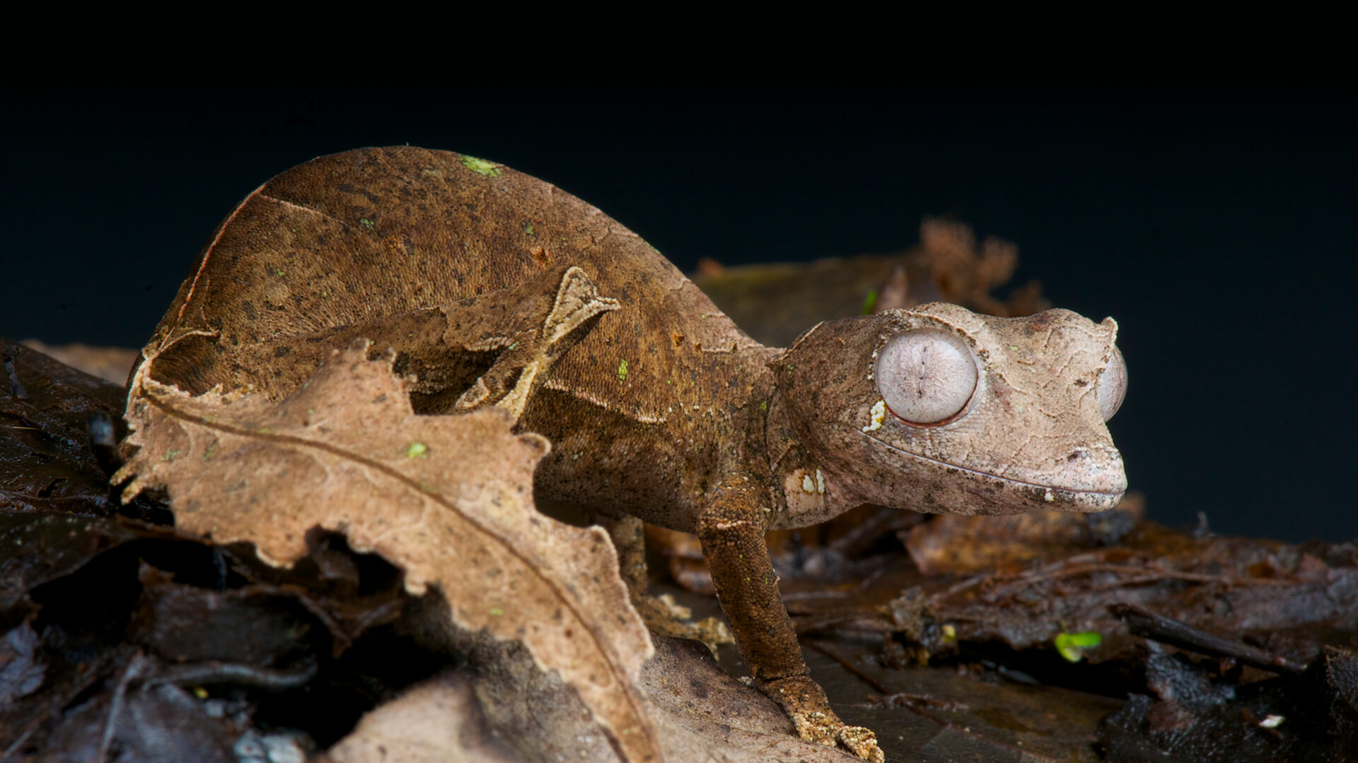 Reptiles | San Diego Zoo Animals & Plants