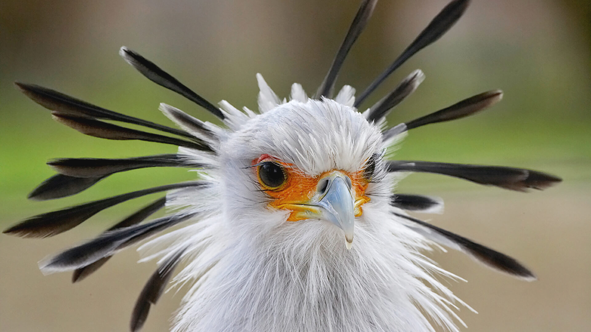 Secretary Bird  San Diego Zoo Animals & Plants