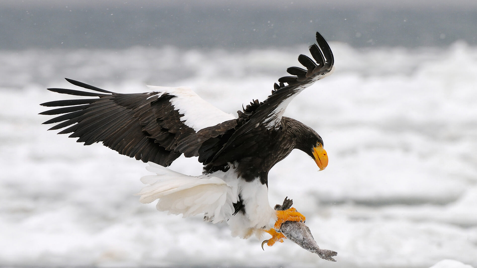 Seller's sea-eagle holding frozen fish in its talons as it flies over snow covered sea