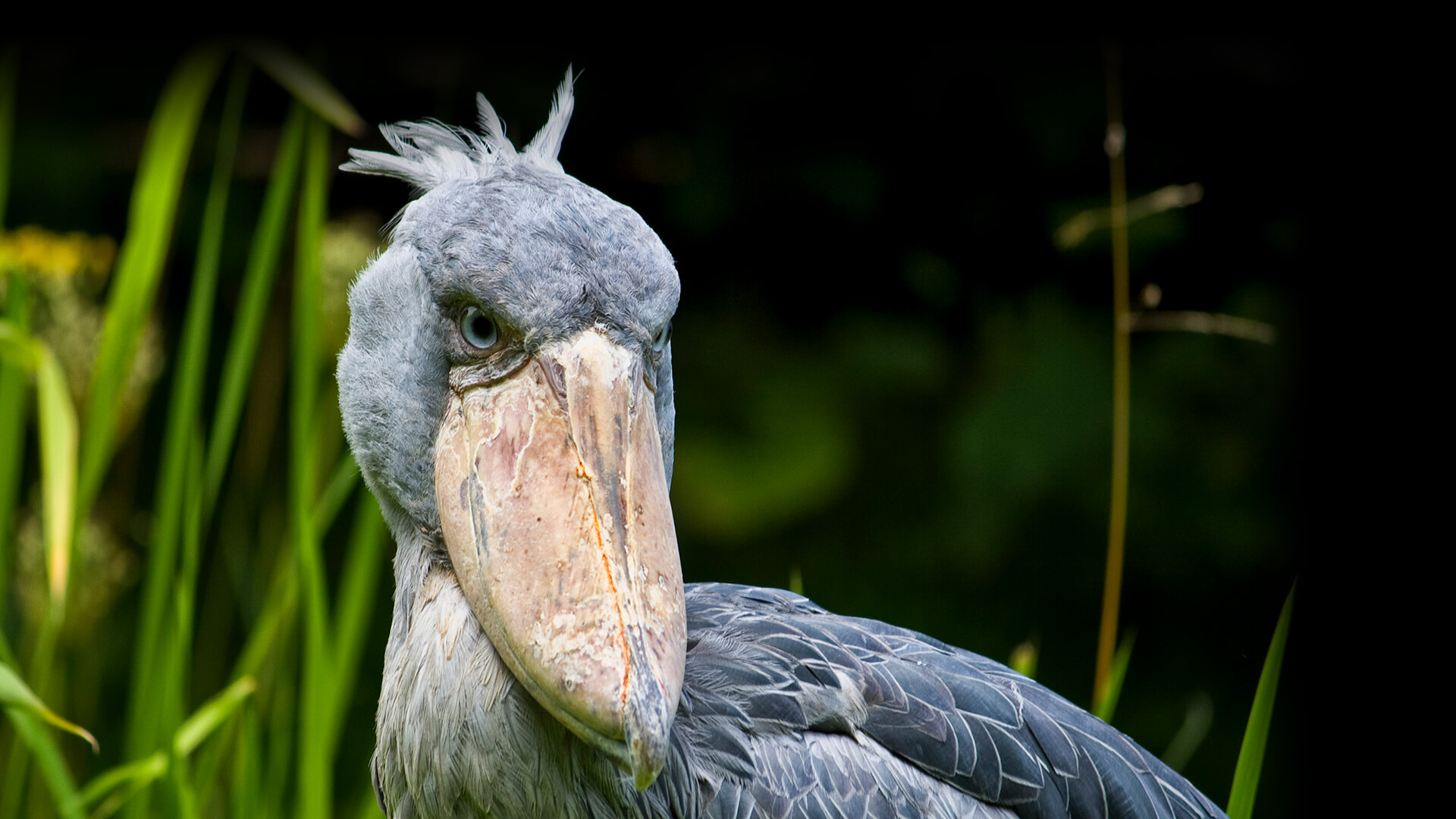 Stork | San Diego Zoo Animals & Plants