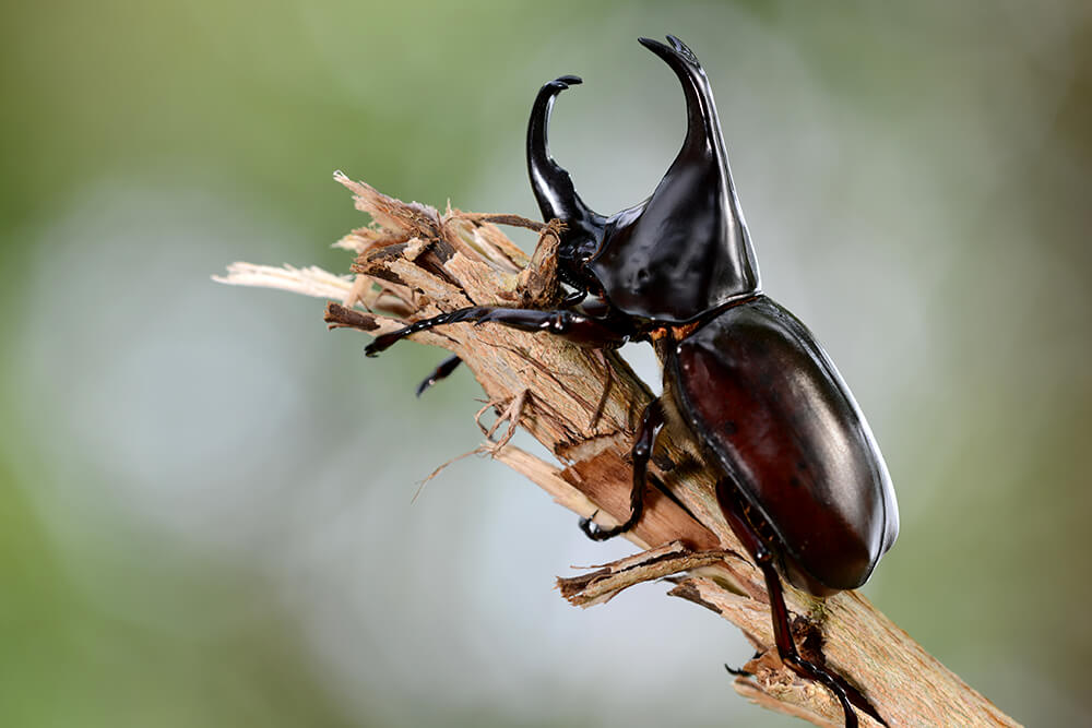 colorful horned beetle