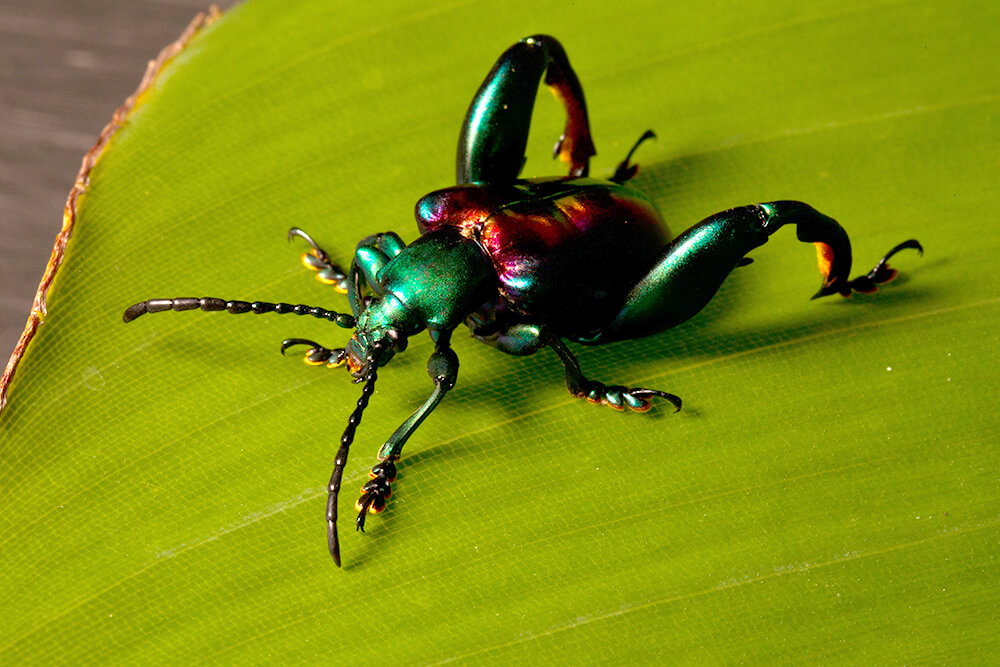 Beetle | San Diego Zoo Animals & Plants