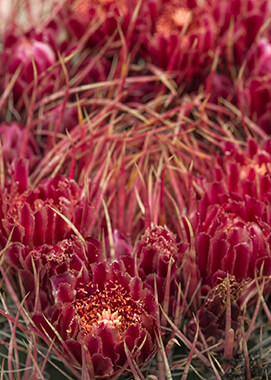 Barrel cactus pink blooms