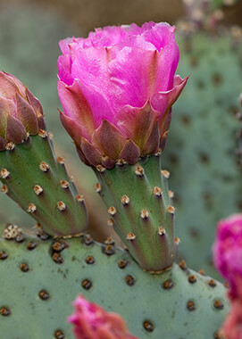 Beavertail prickly pear