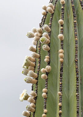 Cardon cactus