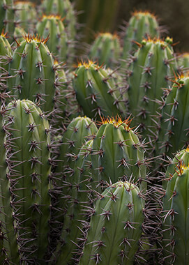 Cochal cactus