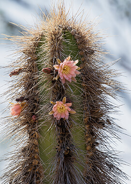 Cactus | San Diego Zoo Animals & Plants