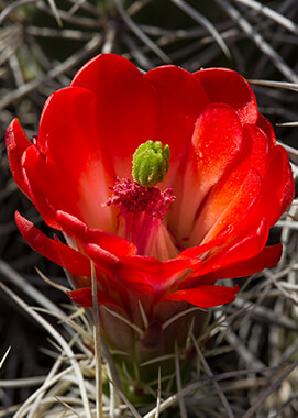 Mojave Mound cactus