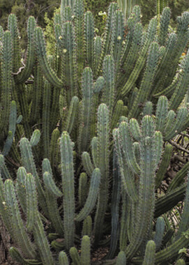 Candelabra Cactus