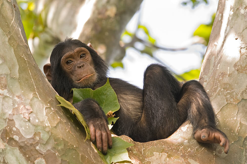 Chimpanzee Habitat