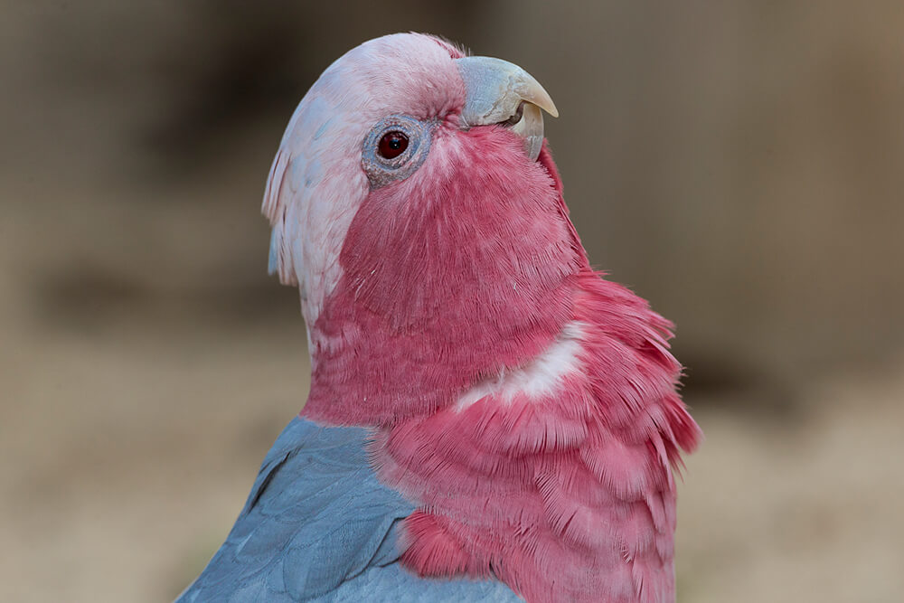 red and grey cockatoo