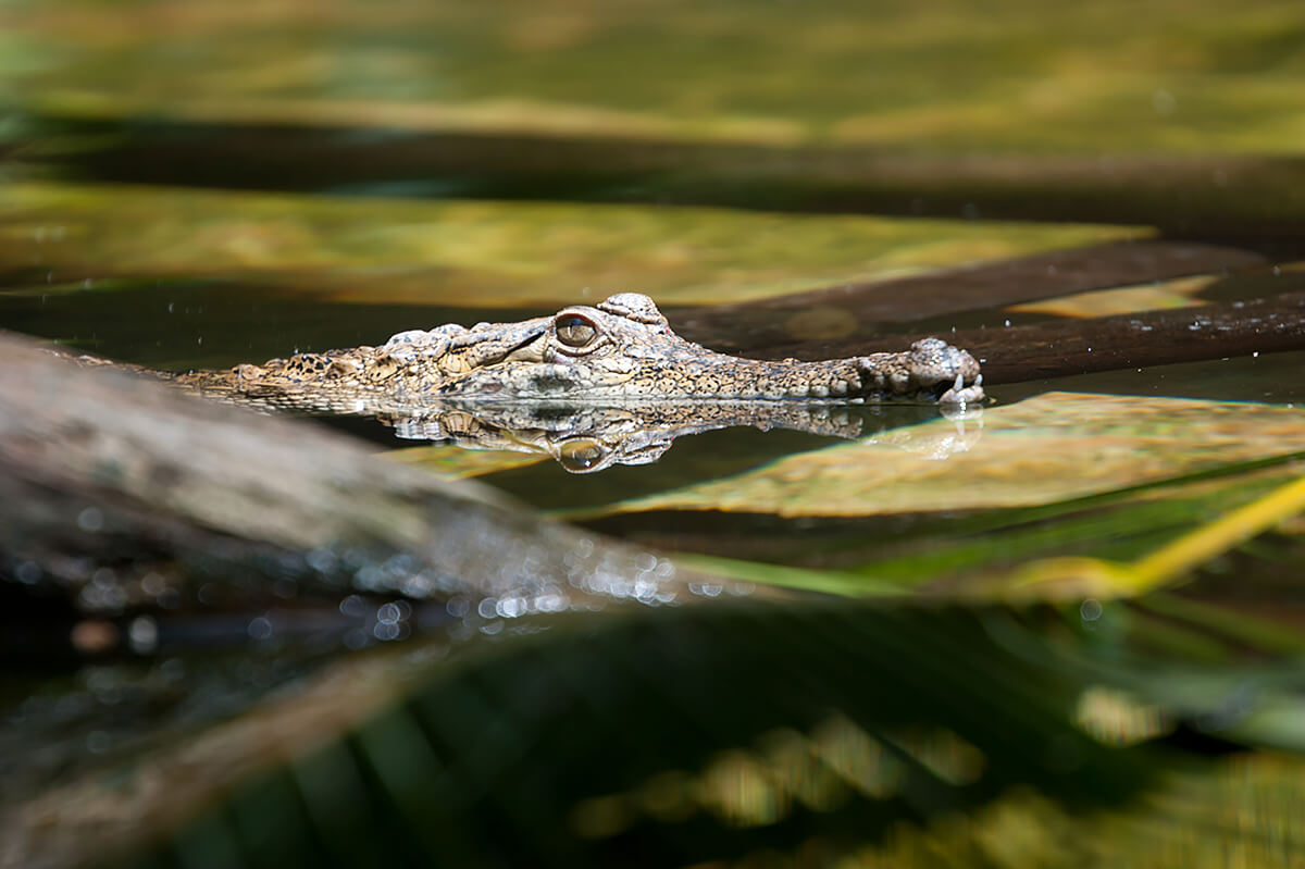 Crocodilian San Diego Zoo Animals Plants