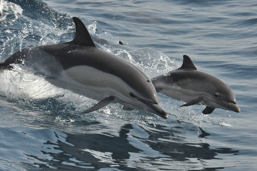 dolphin images