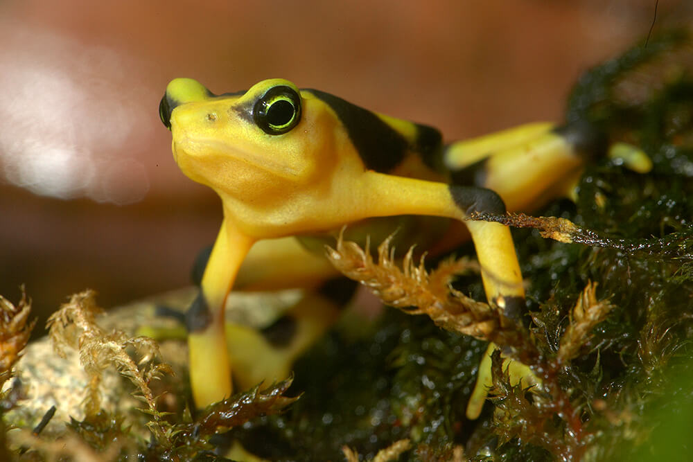 Download Panamanian Golden Frog | San Diego Zoo Animals & Plants