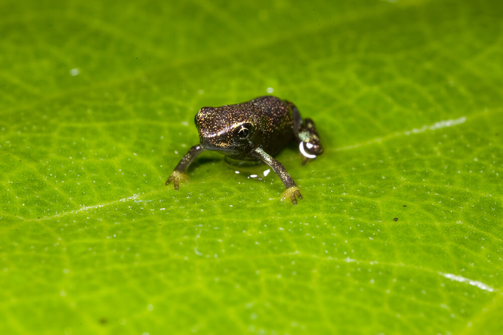 panamanian golden frog