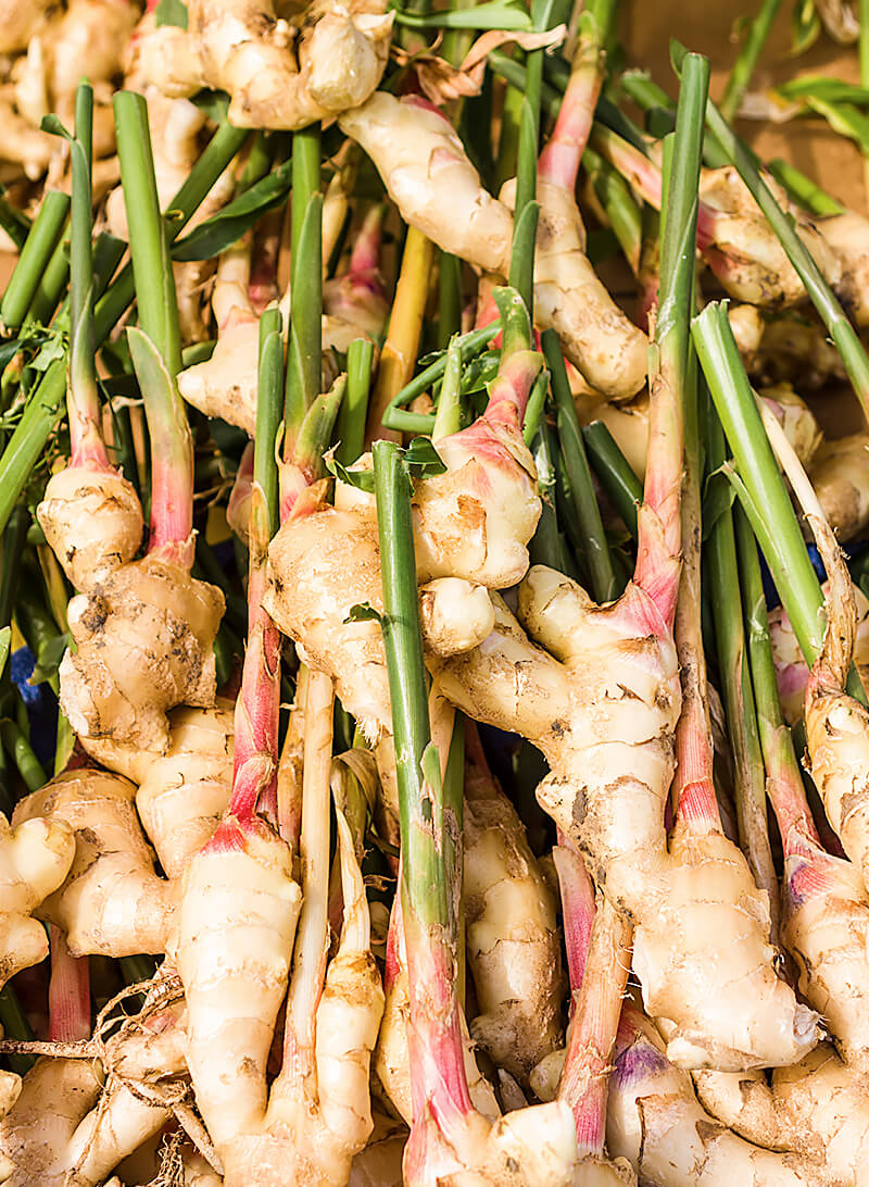 Rhizome Of Ginger | informacionpublica.svet.gob.gt