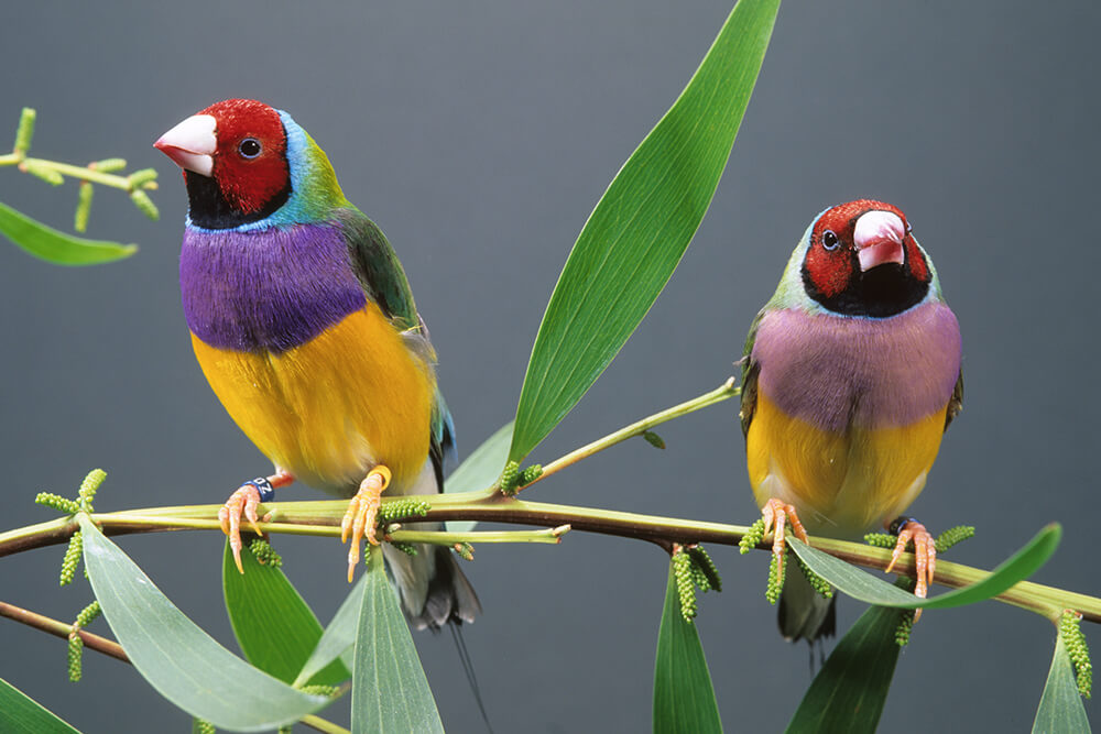 male vs female finches