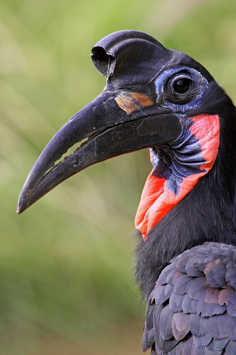 ground hornbill nest