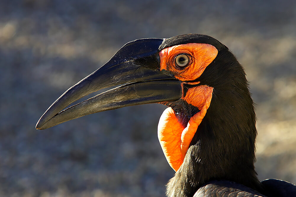 Ground Hornbill