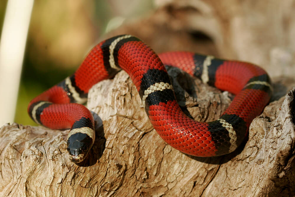 king snake vs coral snake