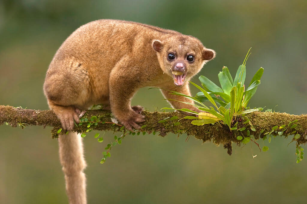 Kinkajou San Diego Zoo Animals Plants