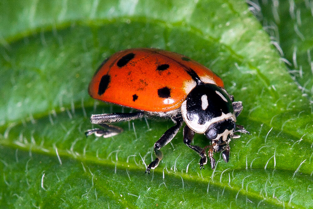 Ladybug Insect Facts - A-Z Animals