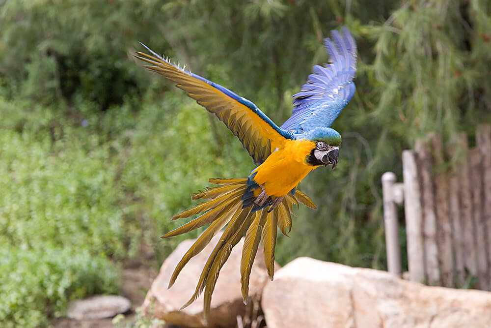 blue and gold macaw flying