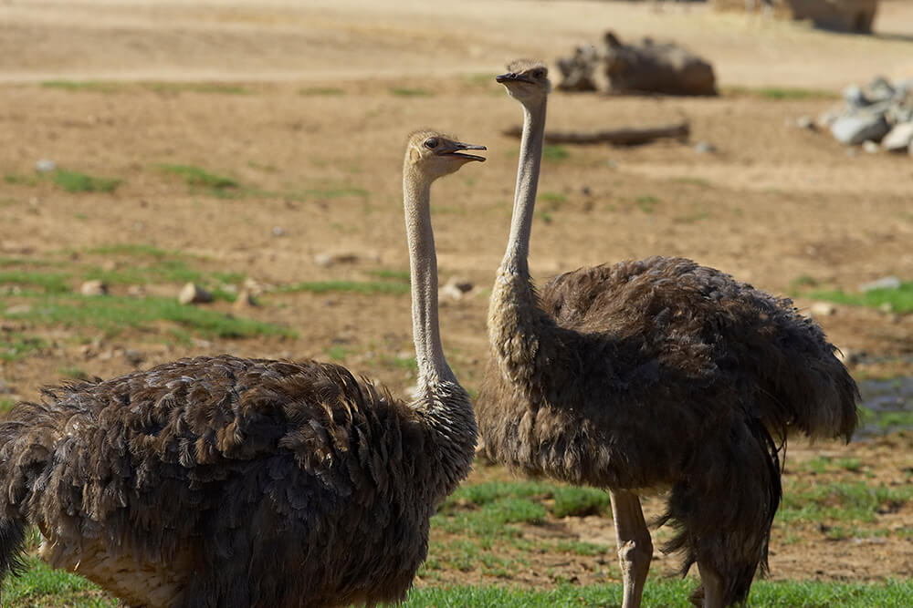 Ostrich | San Diego Zoo Animals & Plants