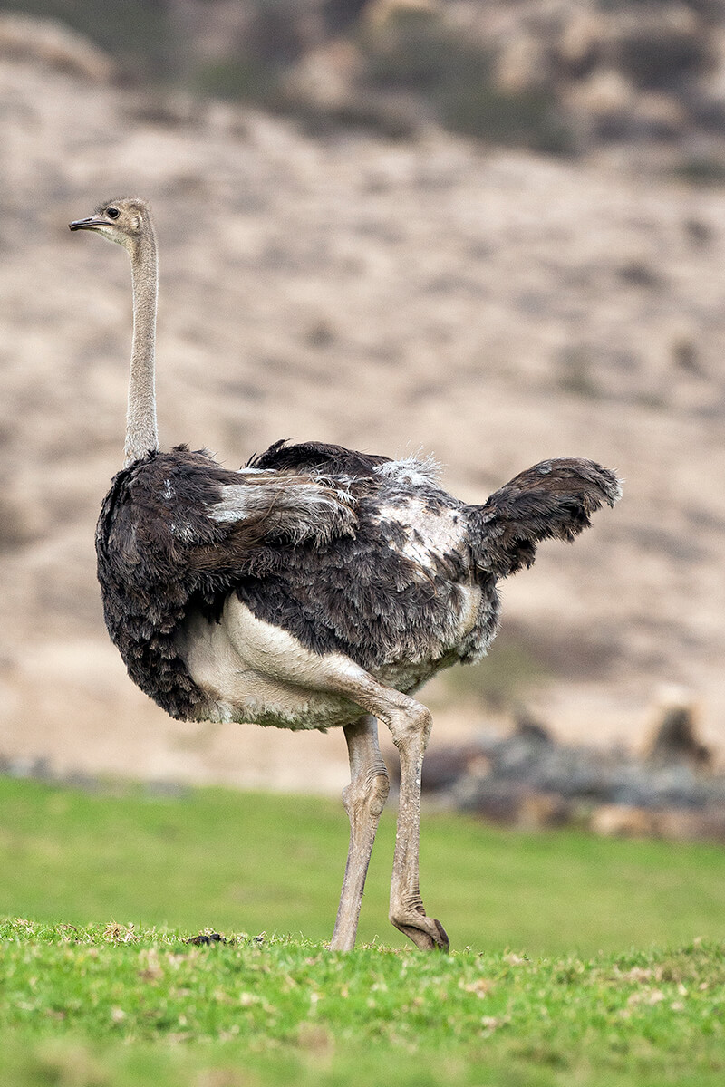 ostrich without feathers