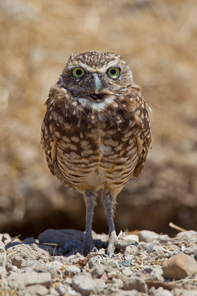 Owl | San Diego Zoo Animals & Plants