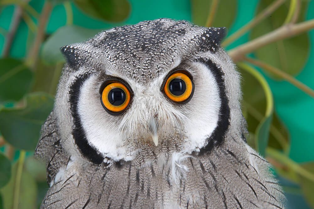 Great Horned Owl Eyes