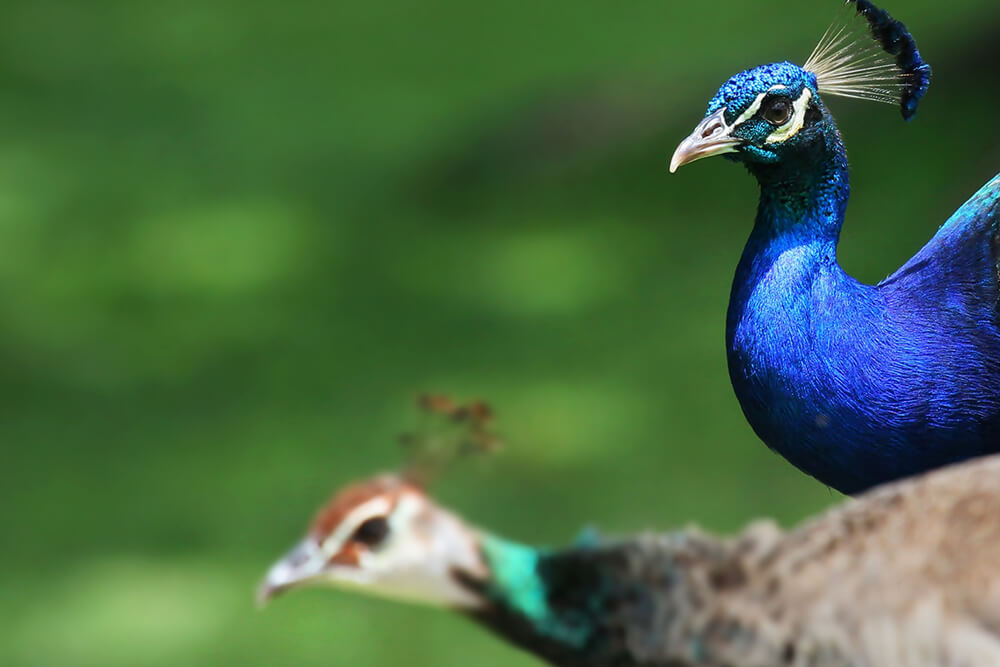 Colorful peacock exhibiting at the zoo in Salvador Bahia, Brazil. The birds  of the genus Pavo and Afropavo of the pheasant family are called peacock  Stock Photo - Alamy