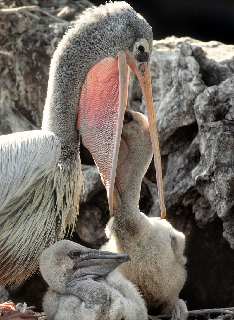 Pelican | San Diego Zoo Animals & Plants