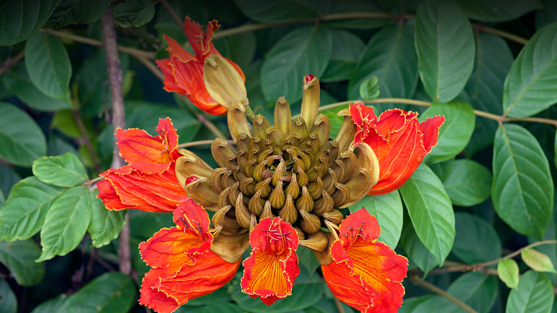 The bright orange-red bloom of the African tulip tree