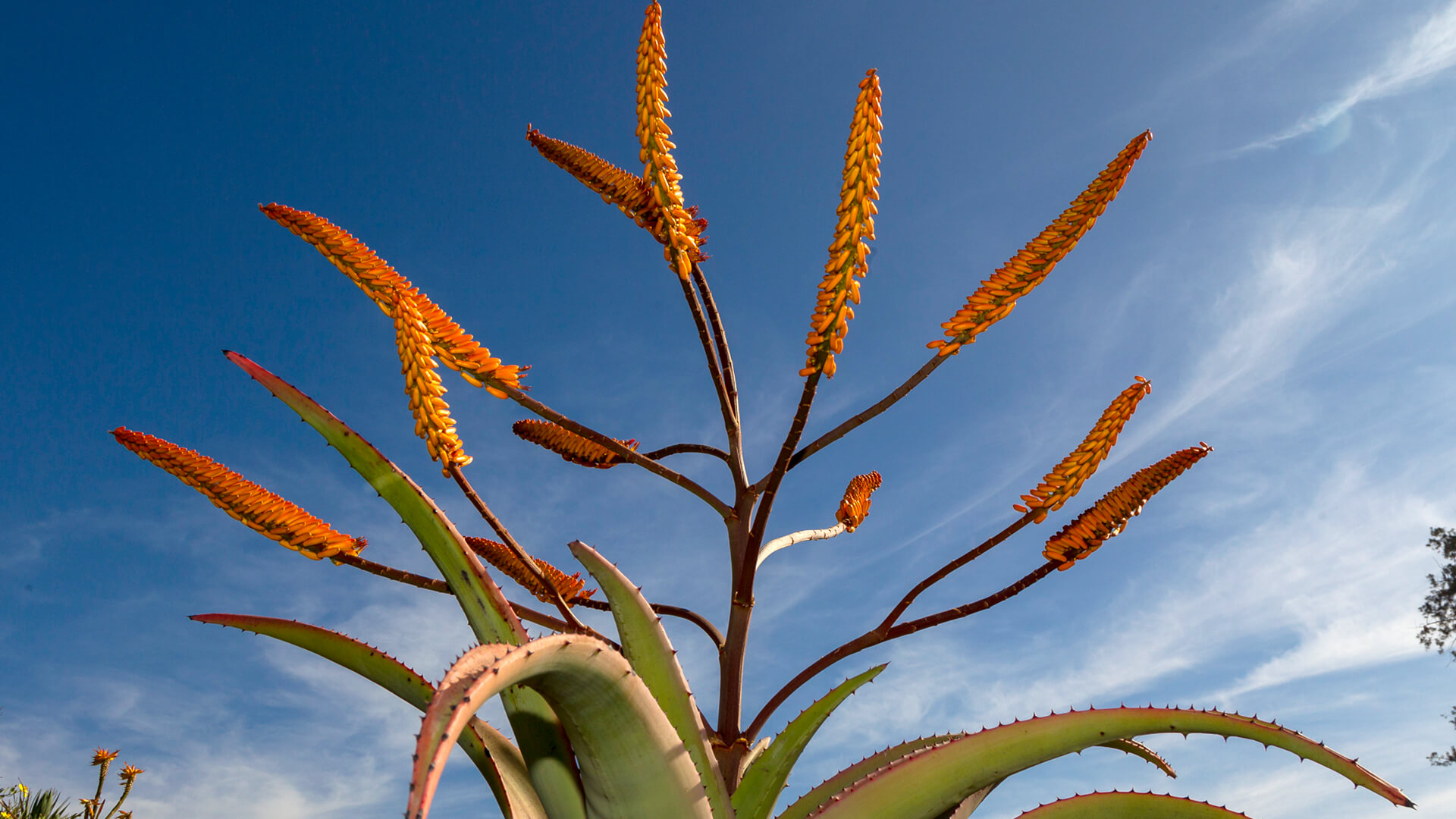 Aloe plant and flowers