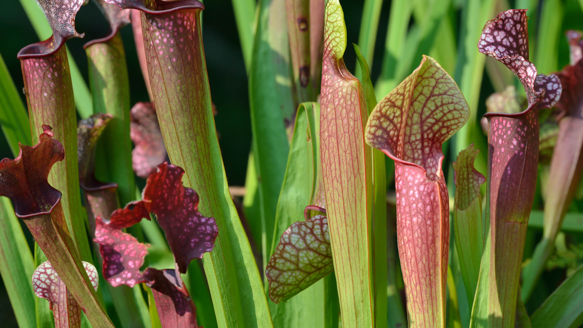 American pitcher plants