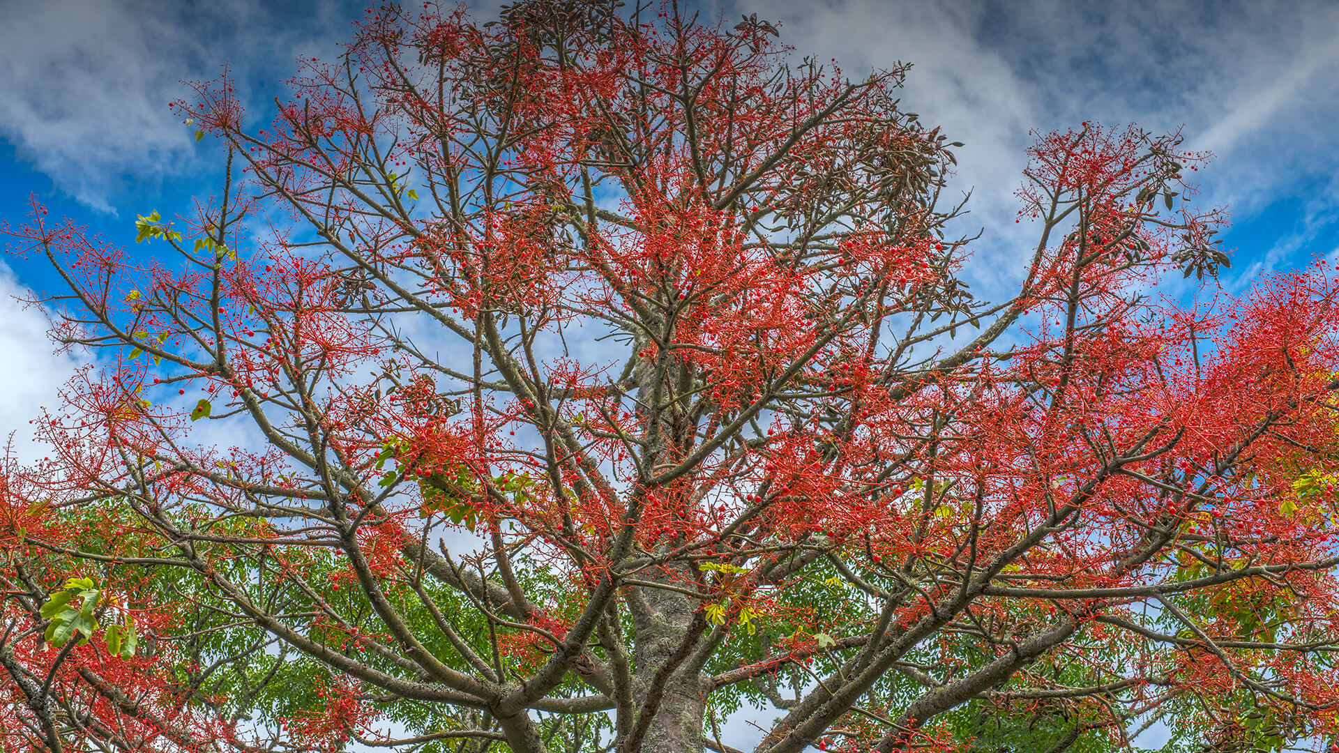 Australian Flame Tree | San Diego Zoo Animals & Plants