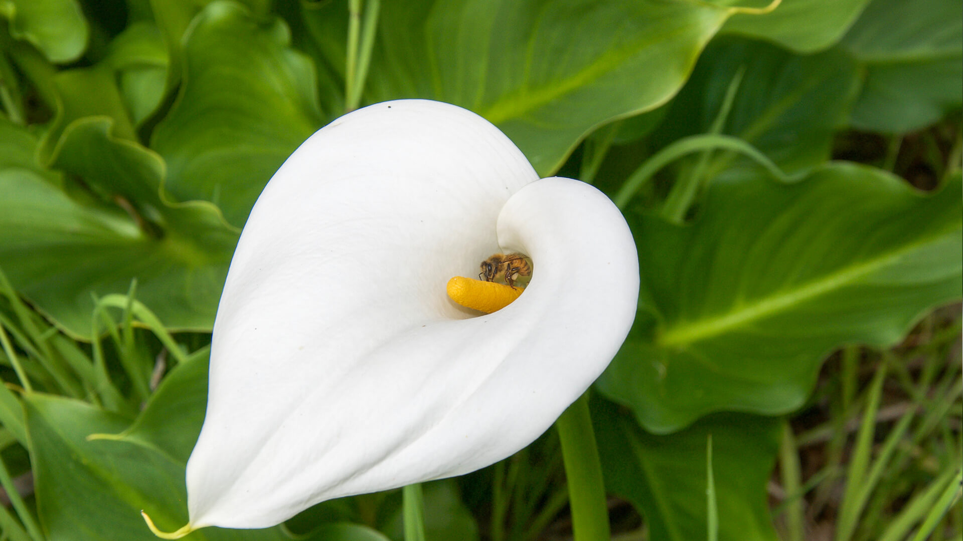 A bee collects pollen from a white Calla Lily.